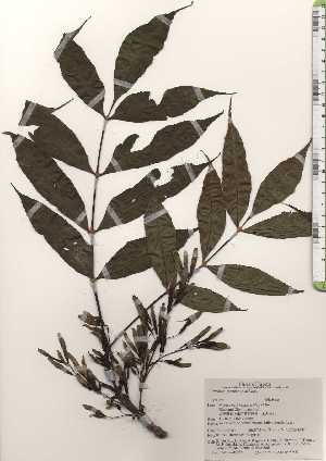  (Fraxinus mandshurica - TW024936)  @11 [ ] Copyright (2021) Unspecified Forestry and Forest Products Research Institute