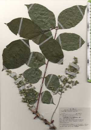 ( - TW024979)  @11 [ ] Copyright (2021) Unspecified Forestry and Forest Products Research Institute