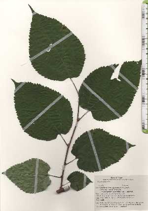  ( - TW024980)  @11 [ ] Copyright (2021) Unspecified Forestry and Forest Products Research Institute