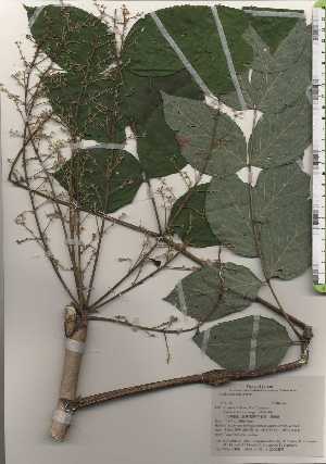  ( - TW025001)  @11 [ ] Copyright (2021) Unspecified Forestry and Forest Products Research Institute