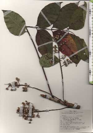  ( - TW025021)  @11 [ ] Copyright (2021) Unspecified Forestry and Forest Products Research Institute