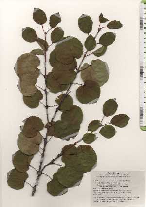 ( - TW025046)  @11 [ ] Copyright (2021) Unspecified Forestry and Forest Products Research Institute