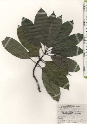  ( - TW025063)  @11 [ ] Copyright (2021) Unspecified Forestry and Forest Products Research Institute