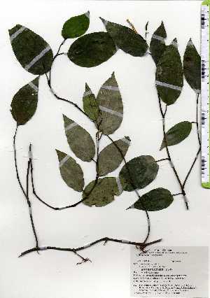  ( - TW025133)  @11 [ ] Copyright (2021) Unspecified Forestry and Forest Products Research Institute