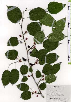  ( - TW025152)  @11 [ ] Copyright (2021) Unspecified Forestry and Forest Products Research Institute