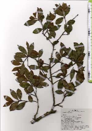  (Camellia sasanqua - TW025158)  @11 [ ] Copyright (2021) Unspecified Forestry and Forest Products Research Institute