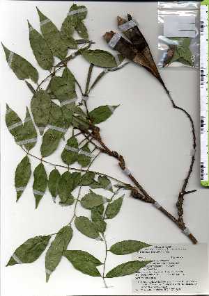  ( - TW025167)  @11 [ ] Copyright (2021) Unspecified Forestry and Forest Products Research Institute