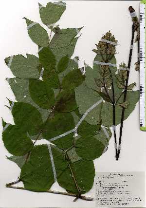  ( - TW025170)  @11 [ ] Copyright (2021) Unspecified Forestry and Forest Products Research Institute