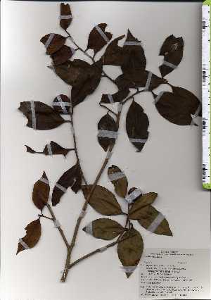  ( - TW025172)  @11 [ ] Copyright (2021) Unspecified Forestry and Forest Products Research Institute