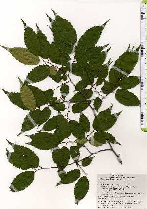 ( - TW025216)  @11 [ ] Copyright (2021) Unspecified Forestry and Forest Products Research Institute