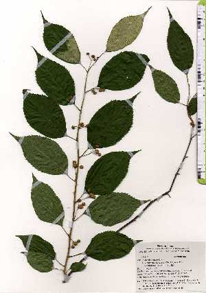  ( - TW025238)  @11 [ ] Copyright (2021) Unspecified Forestry and Forest Products Research Institute