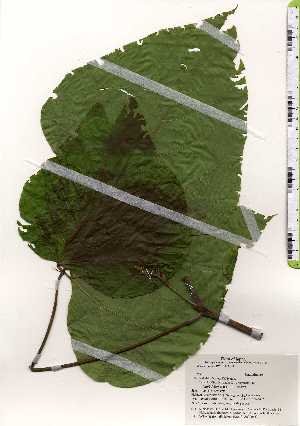  ( - TW025259)  @11 [ ] Copyright (2021) Unspecified Forestry and Forest Products Research Institute