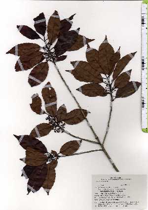  ( - TW025285)  @11 [ ] Copyright (2021) Unspecified Forestry and Forest Products Research Institute