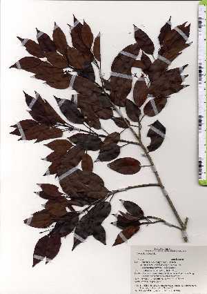  ( - TW025299)  @11 [ ] Copyright (2021) Unspecified Forestry and Forest Products Research Institute