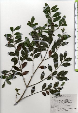  ( - TW025323)  @11 [ ] Copyright (2021) Unspecified Forestry and Forest Products Research Institute