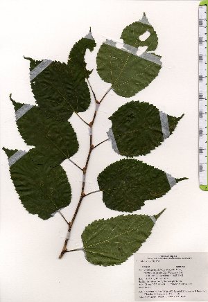  ( - TW025355)  @11 [ ] Copyright (2021) Unspecified Forestry and Forest Products Research Institute