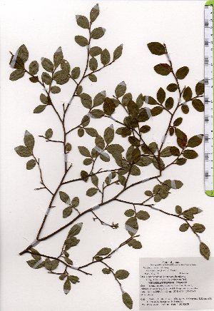  ( - TW025358)  @11 [ ] Copyright (2021) Unspecified Forestry and Forest Products Research Institute