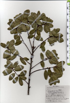  ( - TW025432)  @11 [ ] Copyright (2021) Unspecified Forestry and Forest Products Research Institute