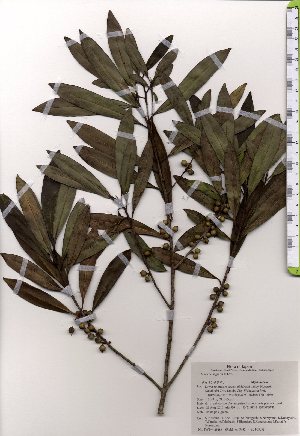  ( - TW025433)  @11 [ ] Copyright (2021) Unspecified Forestry and Forest Products Research Institute