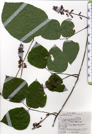  ( - TW025458)  @11 [ ] Copyright (2021) Unspecified Forestry and Forest Products Research Institute