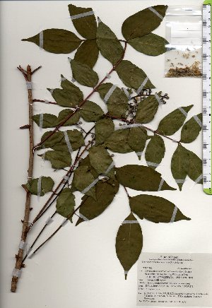  ( - TW025468)  @11 [ ] Copyright (2021) Unspecified Forestry and Forest Products Research Institute