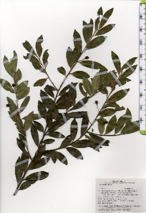  ( - TW025497)  @11 [ ] Copyright (2021) Unspecified Forestry and Forest Products Research Institute