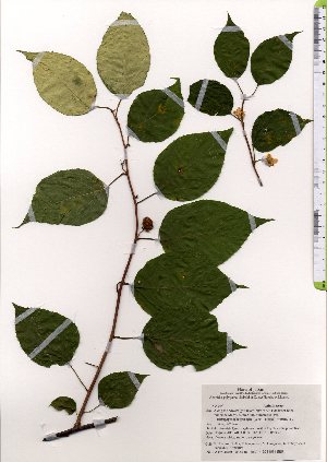  ( - TW025530)  @11 [ ] Copyright (2021) Unspecified Forestry and Forest Products Research Institute