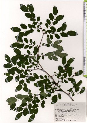  (Phyllanthus flexuosus - TW025546)  @11 [ ] Copyright (2021) Unspecified Forestry and Forest Products Research Institute