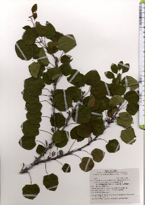  ( - TW025555)  @11 [ ] Copyright (2021) Unspecified Forestry and Forest Products Research Institute