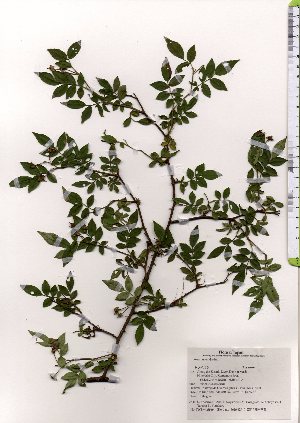  ( - TW025569)  @11 [ ] Copyright (2021) Unspecified Forestry and Forest Products Research Institute
