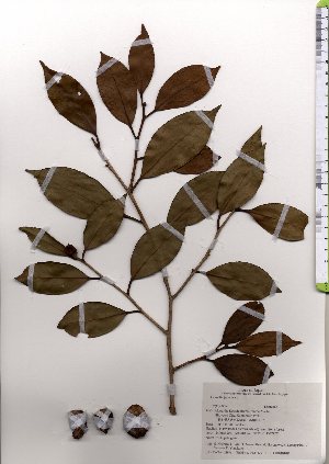  ( - TW025574)  @11 [ ] Copyright (2021) Unspecified Forestry and Forest Products Research Institute