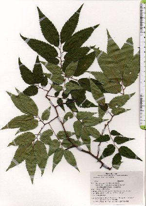  ( - TW025594)  @11 [ ] Copyright (2021) Unspecified Forestry and Forest Products Research Institute