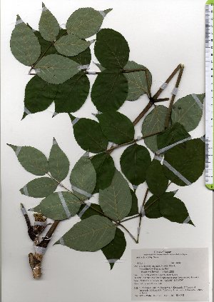 ( - TW025616)  @11 [ ] Copyright (2021) Unspecified Forestry and Forest Products Research Institute