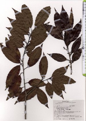 ( - TW025636)  @11 [ ] Copyright (2021) Unspecified Forestry and Forest Products Research Institute