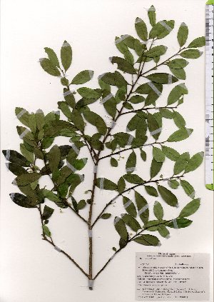  ( - TW025645)  @11 [ ] Copyright (2021) Unspecified Forestry and Forest Products Research Institute