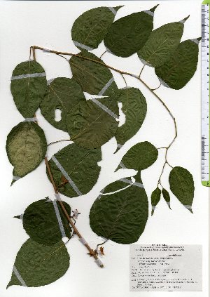  ( - TW025685)  @11 [ ] Copyright (2021) Unspecified Forestry and Forest Products Research Institute