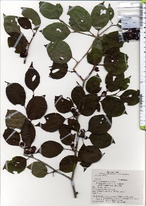  ( - TW025777)  @11 [ ] Copyright (2021) Unspecified Forestry and Forest Products Research Institute