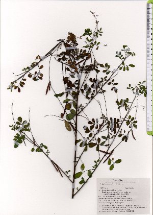  (Indigofera pseudotinctoria - TW025782)  @11 [ ] Copyright (2021) Unspecified Forestry and Forest Products Research Institute