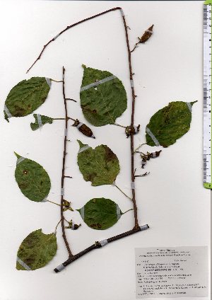  ( - TW025818)  @11 [ ] Copyright (2021) Unspecified Forestry and Forest Products Research Institute