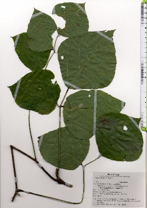  ( - TW025825)  @11 [ ] Copyright (2021) Unspecified Forestry and Forest Products Research Institute