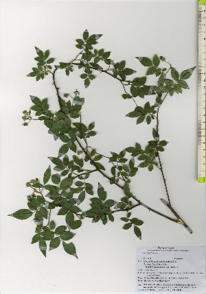 ( - TW025957)  @11 [ ] Copyright (2021) Unspecified Forestry and Forest Products Research Institute