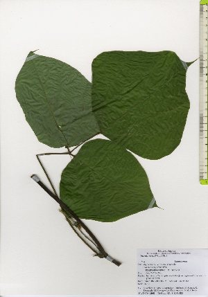  ( - TW025962)  @11 [ ] Copyright (2021) Unspecified Forestry and Forest Products Research Institute