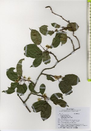  ( - TW026022)  @11 [ ] Copyright (2021) Unspecified Forestry and Forest Products Research Institute