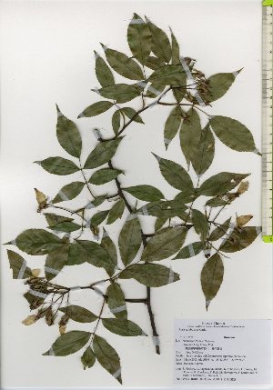 ( - TW026062)  @11 [ ] Copyright (2021) Unspecified Forestry and Forest Products Research Institute