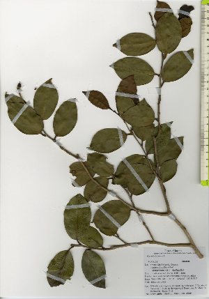 ( - TW026076)  @11 [ ] Copyright (2021) Unspecified Forestry and Forest Products Research Institute