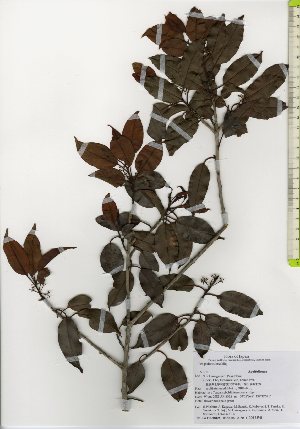  ( - TW026092)  @11 [ ] Copyright (2021) Unspecified Forestry and Forest Products Research Institute
