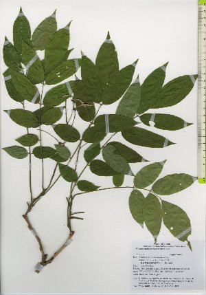  ( - TW026101)  @11 [ ] Copyright (2021) Unspecified Forestry and Forest Products Research Institute