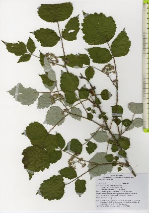  (Rubus mesogaeus var. mesogaeus - TW026118)  @11 [ ] Copyright (2021) Unspecified Forestry and Forest Products Research Institute