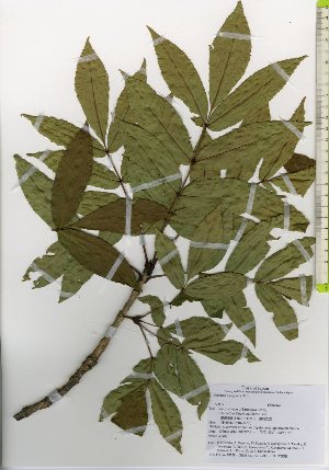  ( - TW026120)  @11 [ ] Copyright (2021) Unspecified Forestry and Forest Products Research Institute