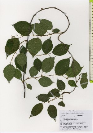  ( - TW026121)  @11 [ ] Copyright (2021) Unspecified Forestry and Forest Products Research Institute